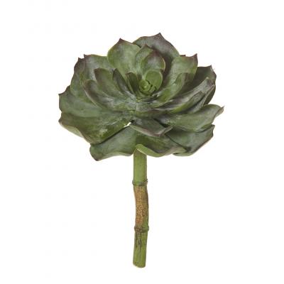 Rogue Allegra Echeveria Green/Burgundy 20cm