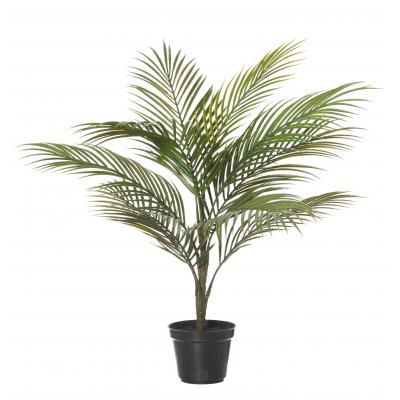 Rogue Areca Palm Green 65cm