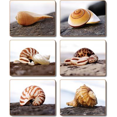 Cinnamon Seashells Coasters
