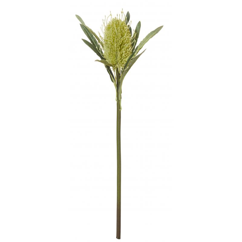 Rogue Coastal Banksia Stem 63cm | Light Green 