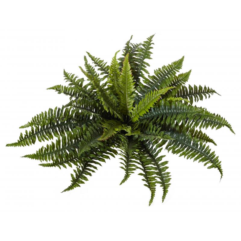 Rogue Boston Fern Green 65cm