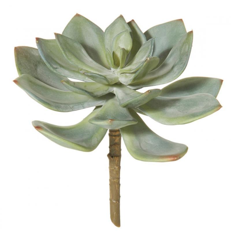 Rogue Echeveria Green 17cm
