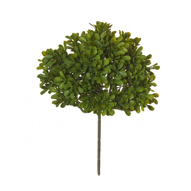 Rogue Boxwood Bush Green | 26cm