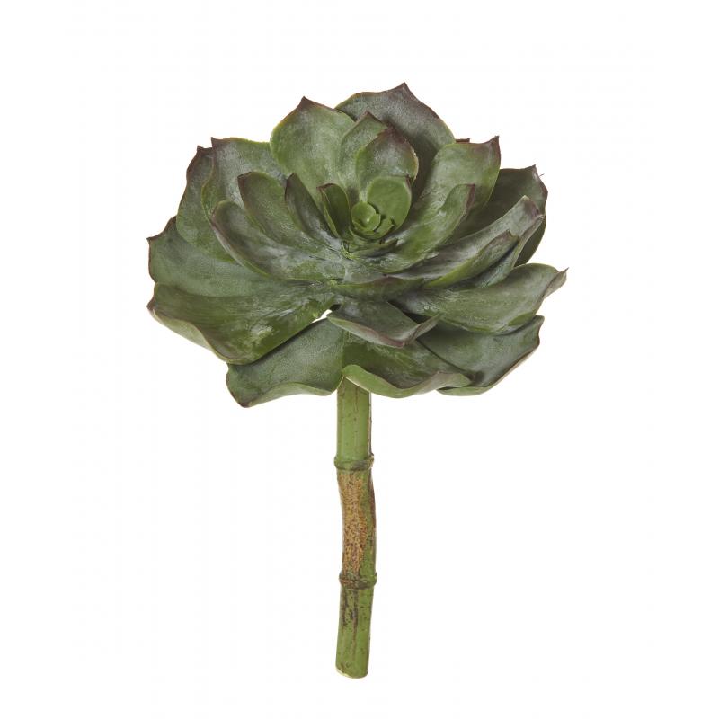Rogue Allegra Echeveria Green/Burgundy 20cm