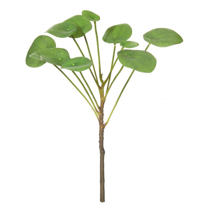 Rogue Chinese Money Plant Green 25x25x36cm