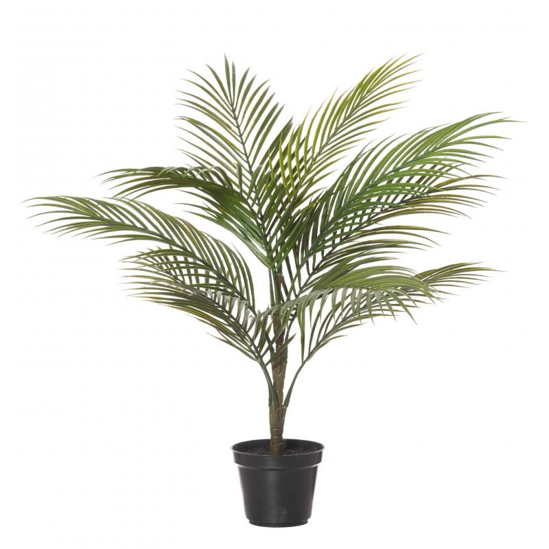 Rogue Areca Palm Green 65cm