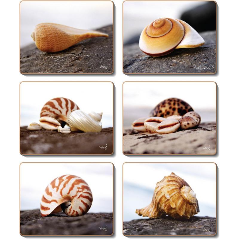 Cinnamon Seashells Coasters