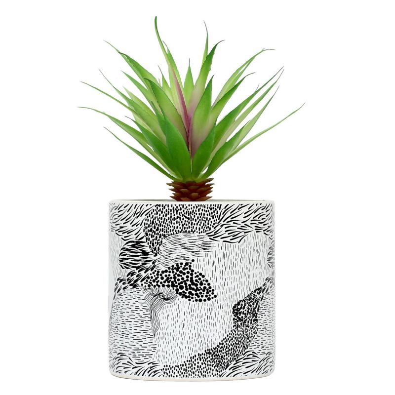 Splosh Family Pot Plant