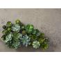 Rogue Echeveria Green 17cm