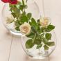 Pasabahce Botanica Rose Bowl 19cm | Clear