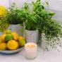 Ecoya Juniper Berry & Mint Maisy Candle
