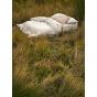 Linen House Springsteen Quilt Cover Set | Super King | Stone 