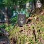 Zippo Heart Of Tree Design