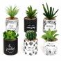 Splosh Family Pot Plant