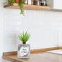 Splosh Family Pot Plant