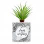 Splosh Family Pot Plant